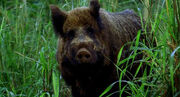 1X16 Boar.jpg