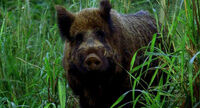 1X16 Boar.jpg