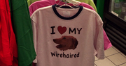 5x01 Wirehaired.png