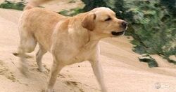 Barkin.jpg