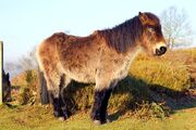 Pony5.jpg
