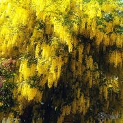 Laburnum.jpg