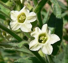 220px-Nicotiana obtusifolia flower.jpg