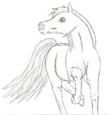 Horse 1