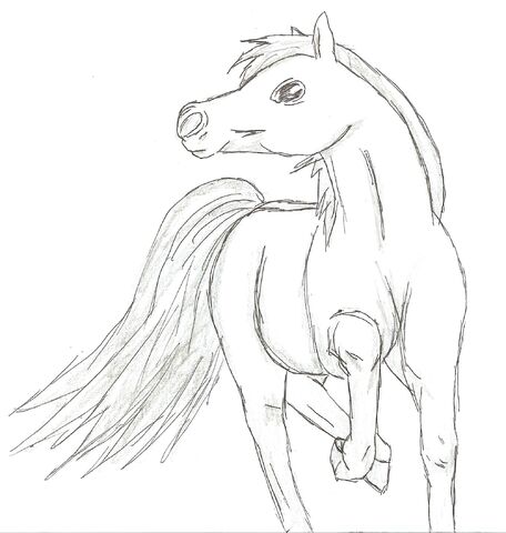 File:Horse 1.jpg