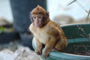 Young Barbary Ape sitting on Plant Pot