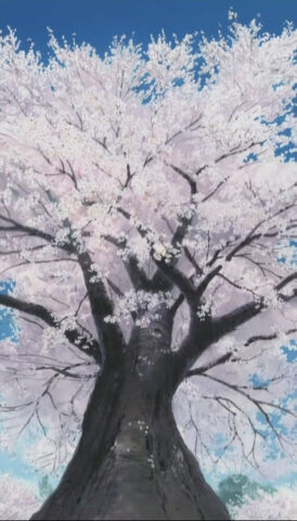 File:SakuraTree.jpg