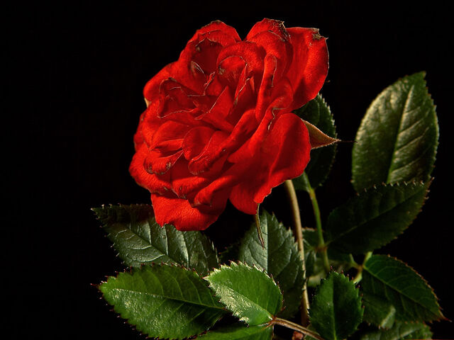 File:Falling Thorns.jpg