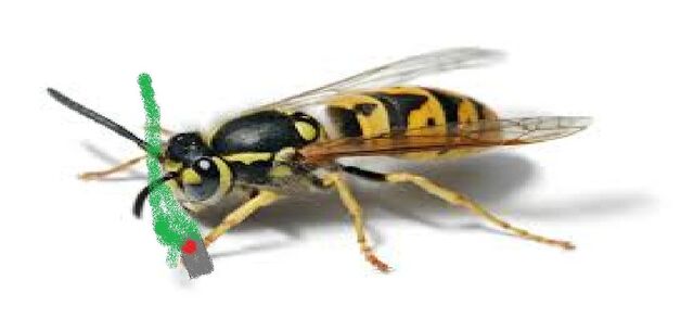 Plik:Konstanty pszczeli.jpg