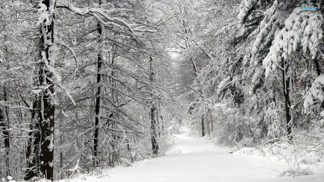 Plik:Snowy-road-in-the-forest-14710-1920x1080.jpg