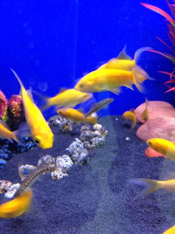 File:Fish 28.jpeg
