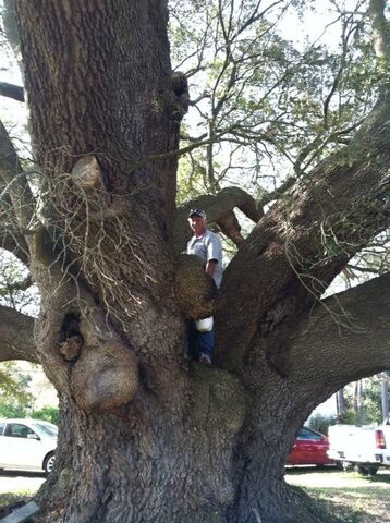 File:TheTree.jpg