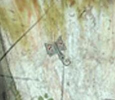 Butterfly flying