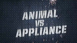 Animalvsappliance