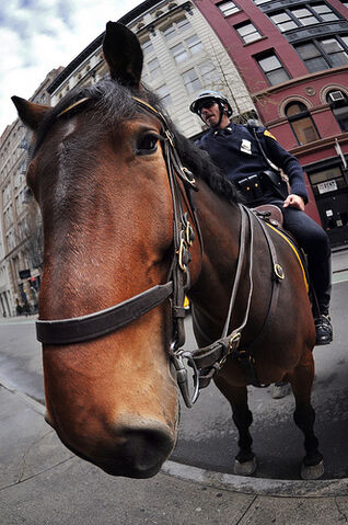 File:NYPD Snout.jpg