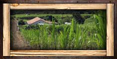 Business sugar 150x75 01
