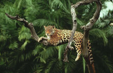 Jaguar-1.jpg