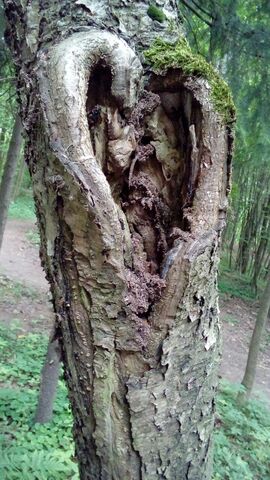 Файл:Ыыы.jpg