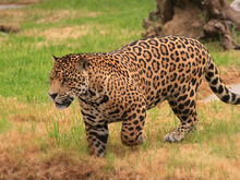 Jaguar.jpg