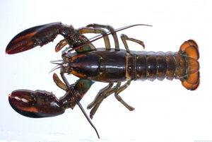 M lobster