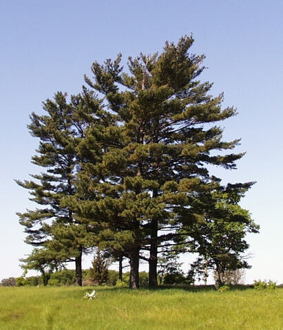 File:M white pine.jpg