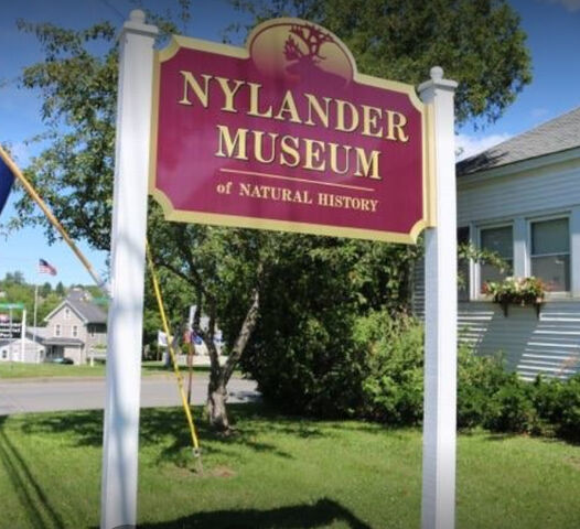 File:M nylander.jpg