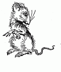 P0030-dormouse