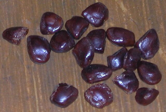 File:Tamarindseeds.jpg