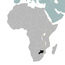 TV-Africa example primary turn