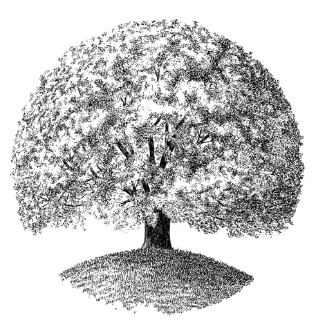 Datei:Adriaan-Prent-Illustration-Baum.png