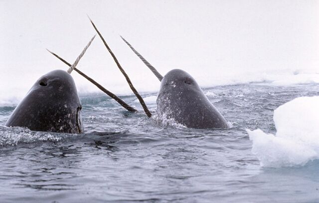 File:Narwhal.jpg