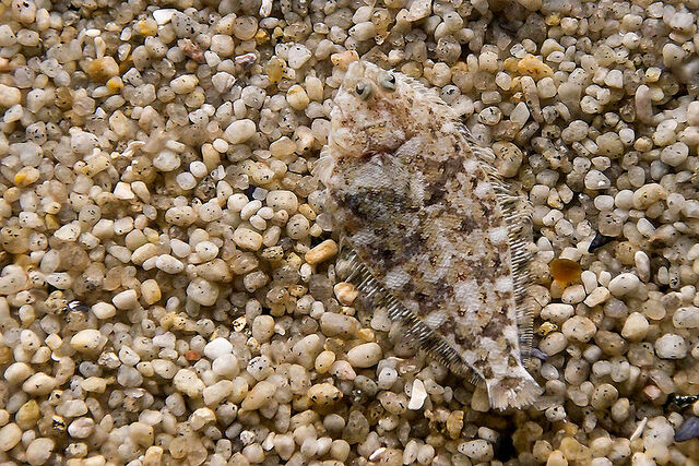 File:Flounder camouflage.jpg