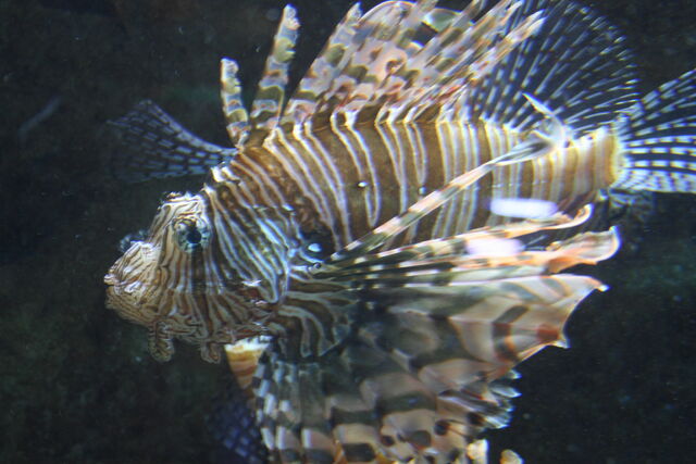 File:GA. Aquarium 026.jpg