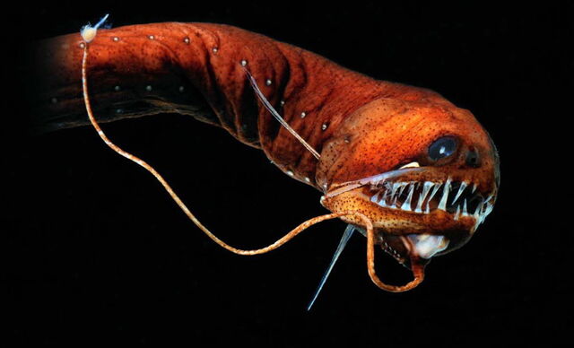 File:Abyss-seadragon.jpg