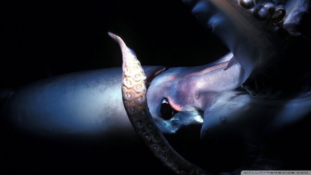 File:Giant squid-wallpaper-960x540.jpg