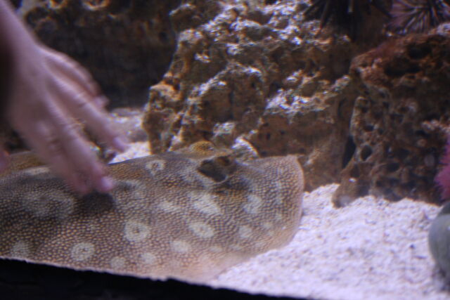 File:GA. Aquarium 035.jpg