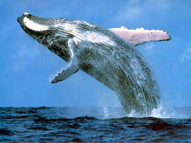 File:Humpback whale margaret river.jpg