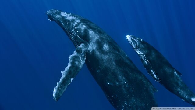 File:Underwater whales-wallpaper-960x540.jpg