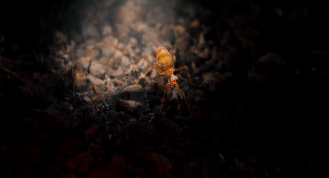 File:Ant-Man (film) 19.png