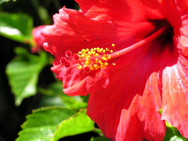File:Red flower open.jpg