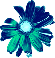 SkinSkin Flowers