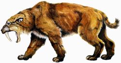 Saber Tooth Tiger