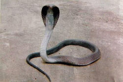 Black Cobra