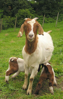 Goats