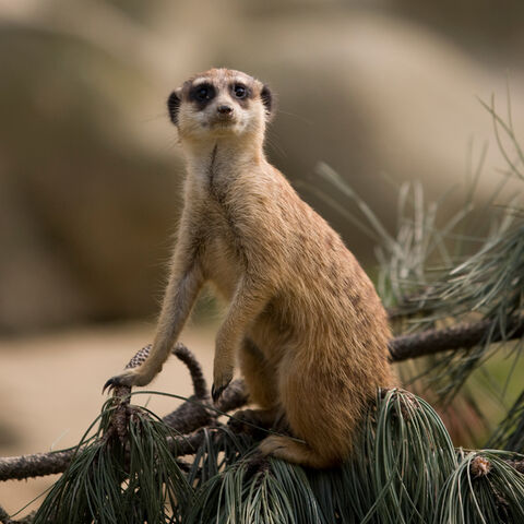 File:Meerkat at the Köln Zoo.jpg
