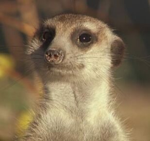 BROUNO