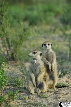 Zaphod and Darwin