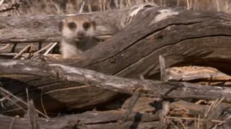 Bebe in Meerkat Secrets