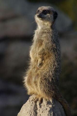File:Meerkat2.jpg