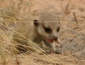 Clive(Ningaloo) on Meerkat Manor